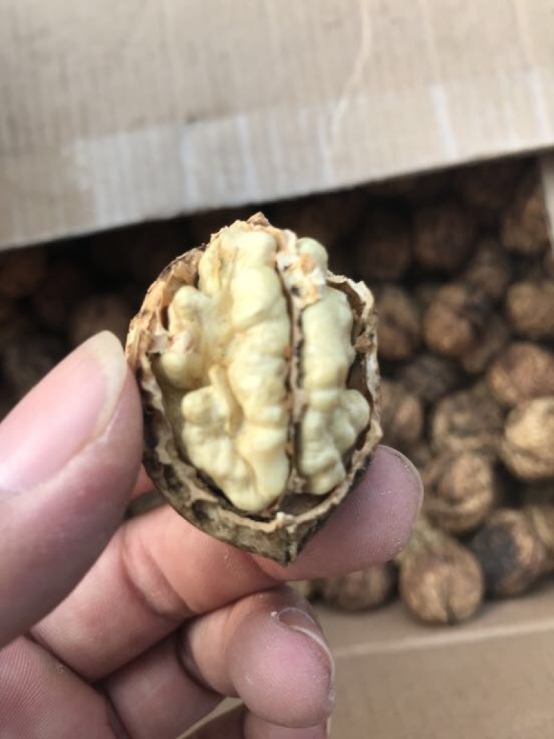 麻核桃去皮40mm以上干