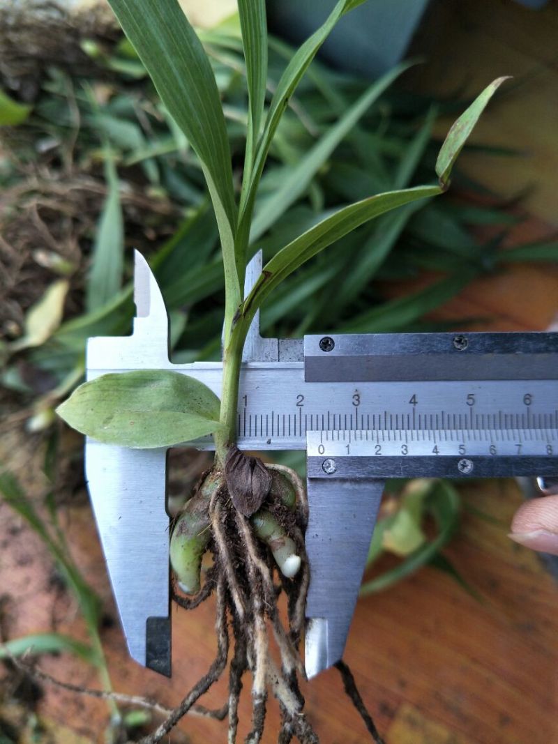 三叉白芨种苗20~30cm