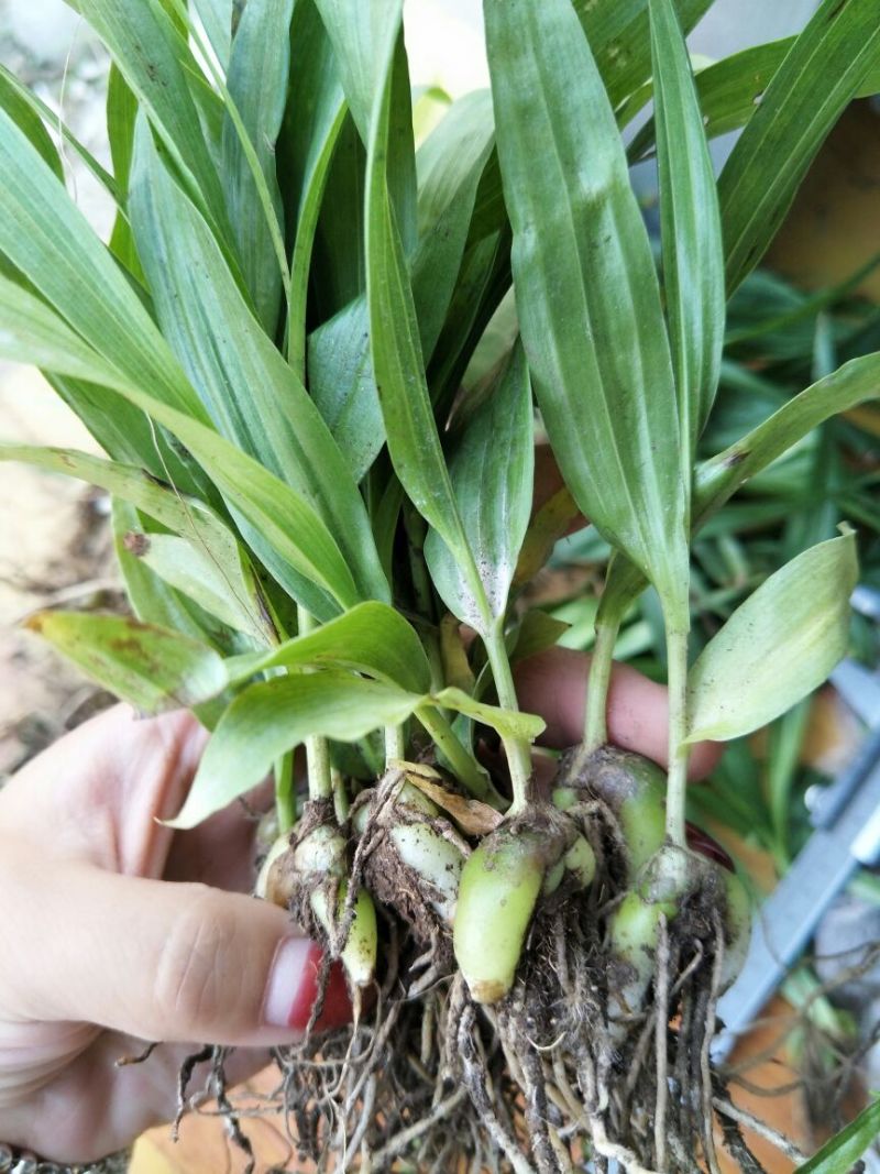 三叉白芨种苗20~30cm