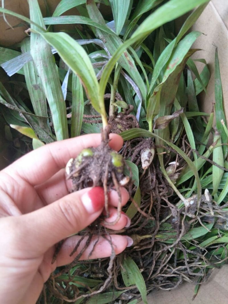 三叉白芨种苗20~30cm