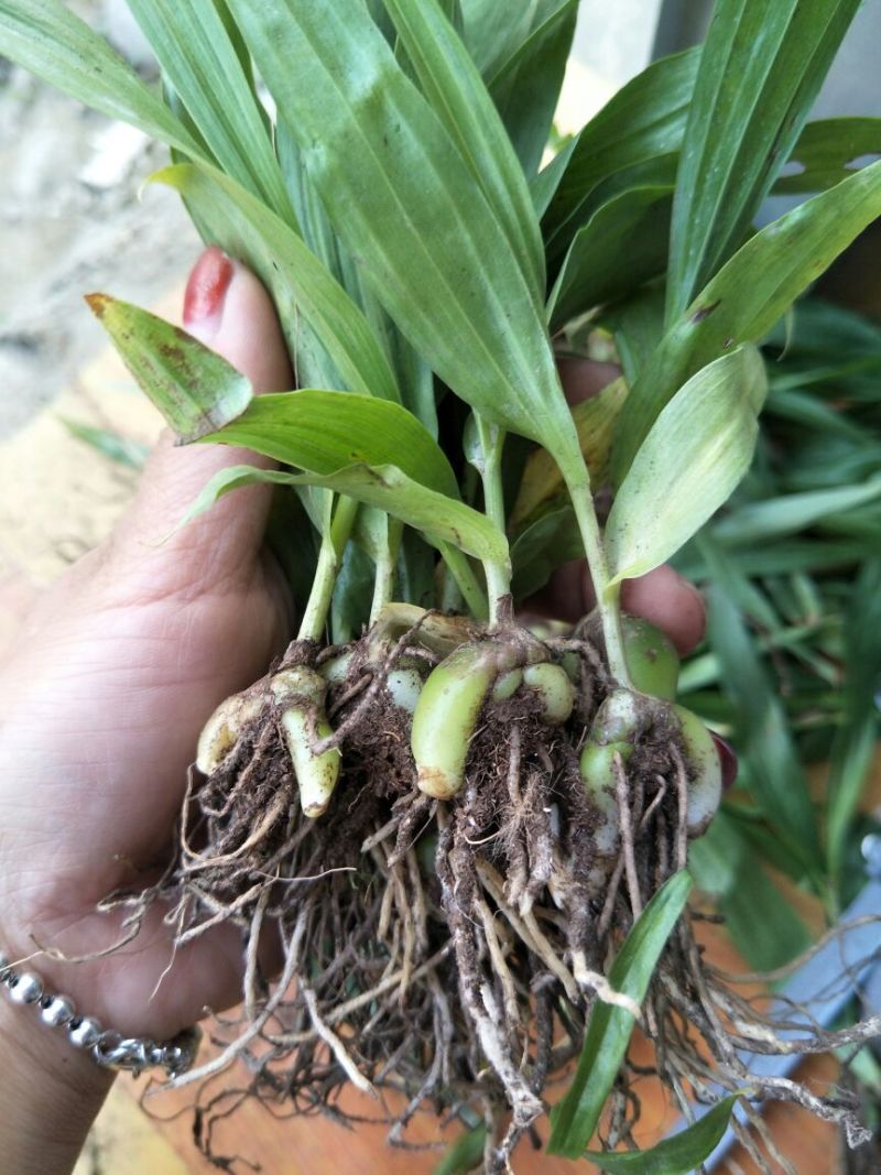 三叉白芨种苗20~30cm