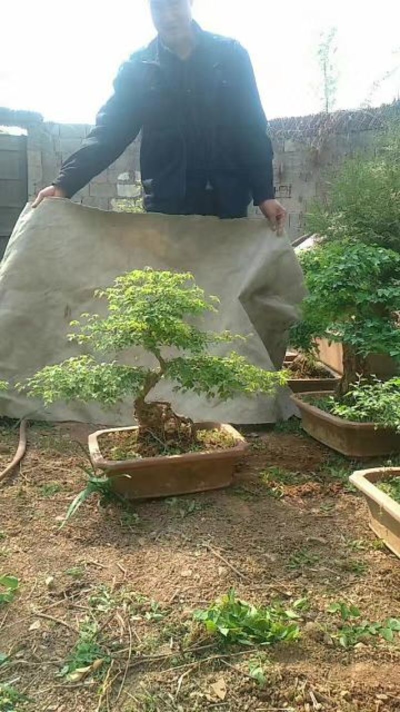 石榴盆景冠世榴园石榴盆景