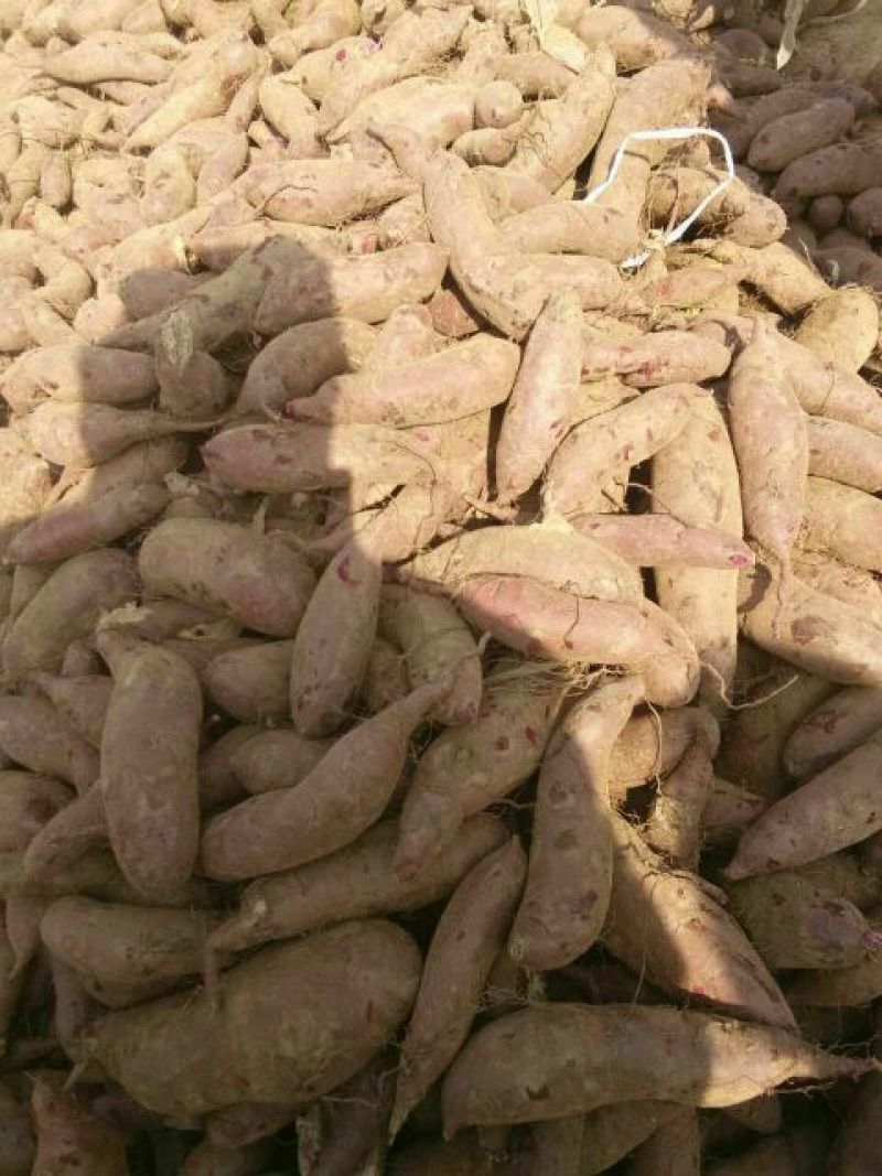 紫薯3两以上商品薯紫心