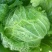 北京新三号白菜4~6斤净菜