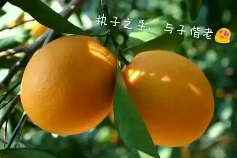 圆红脐橙70~75mm