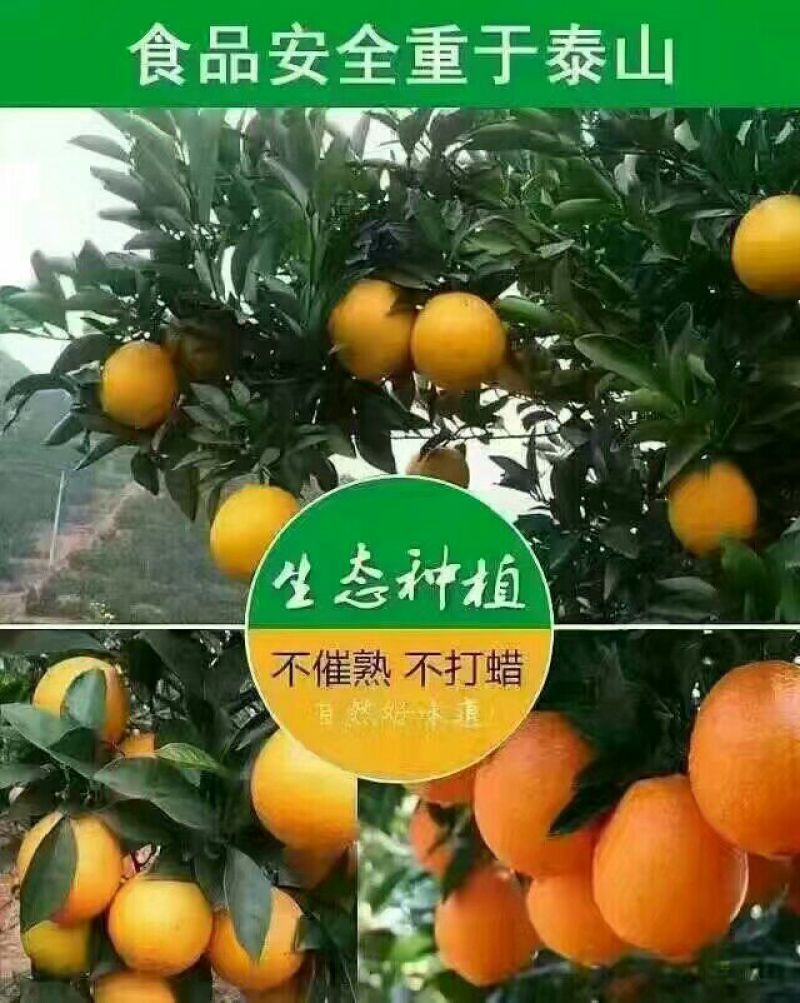 圆红脐橙70~75mm