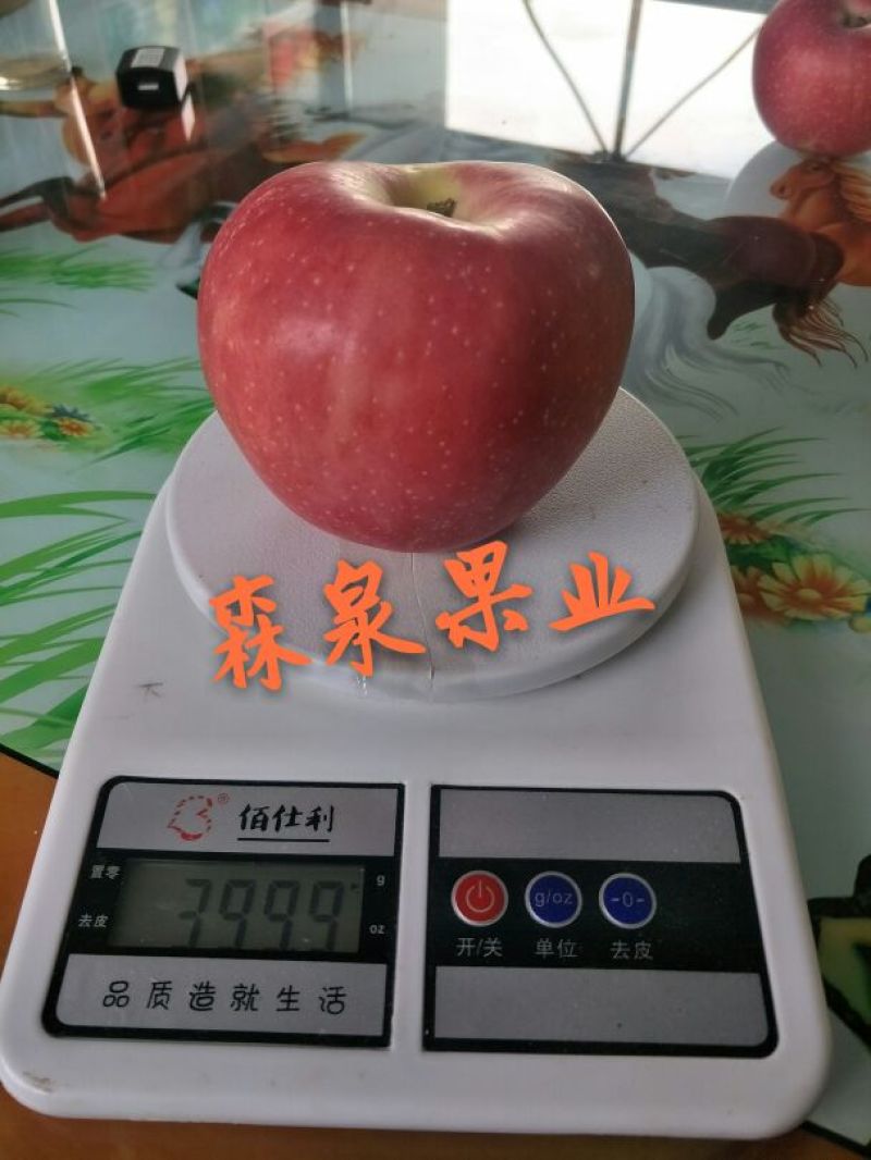 蜜脆苹果苗80cm以上