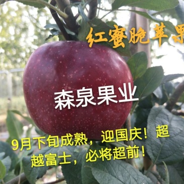 蜜脆苹果苗80cm以上