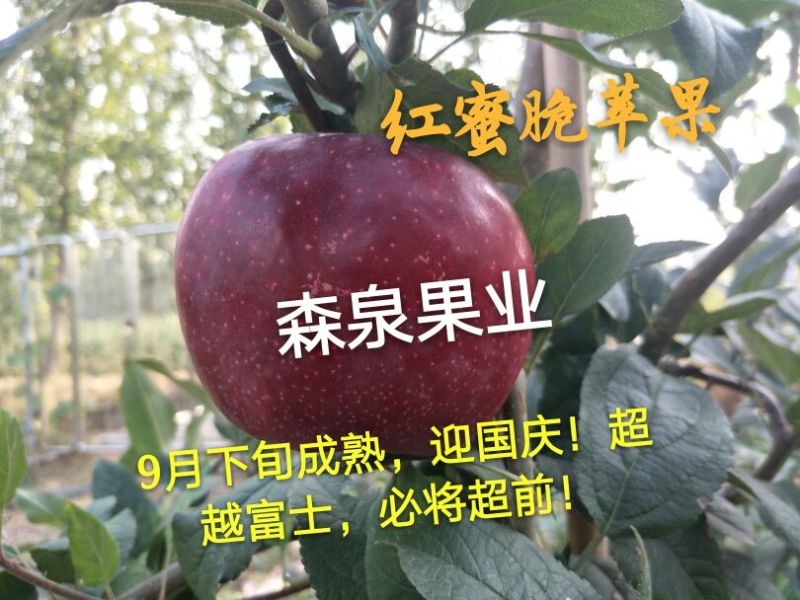 蜜脆苹果苗80cm以上