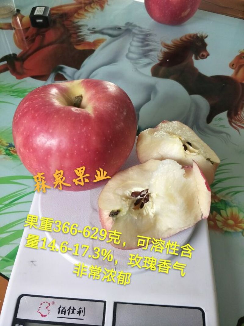 蜜脆苹果苗80cm以上