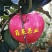 蜜脆苹果苗80cm以上