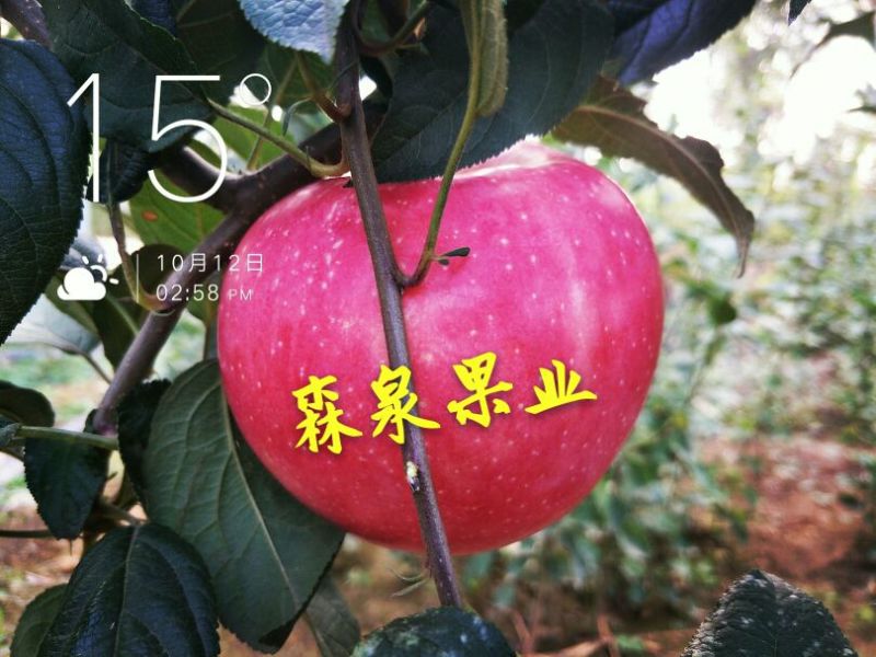 蜜脆苹果苗80cm以上