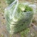 苦苣菜8~10厘米
