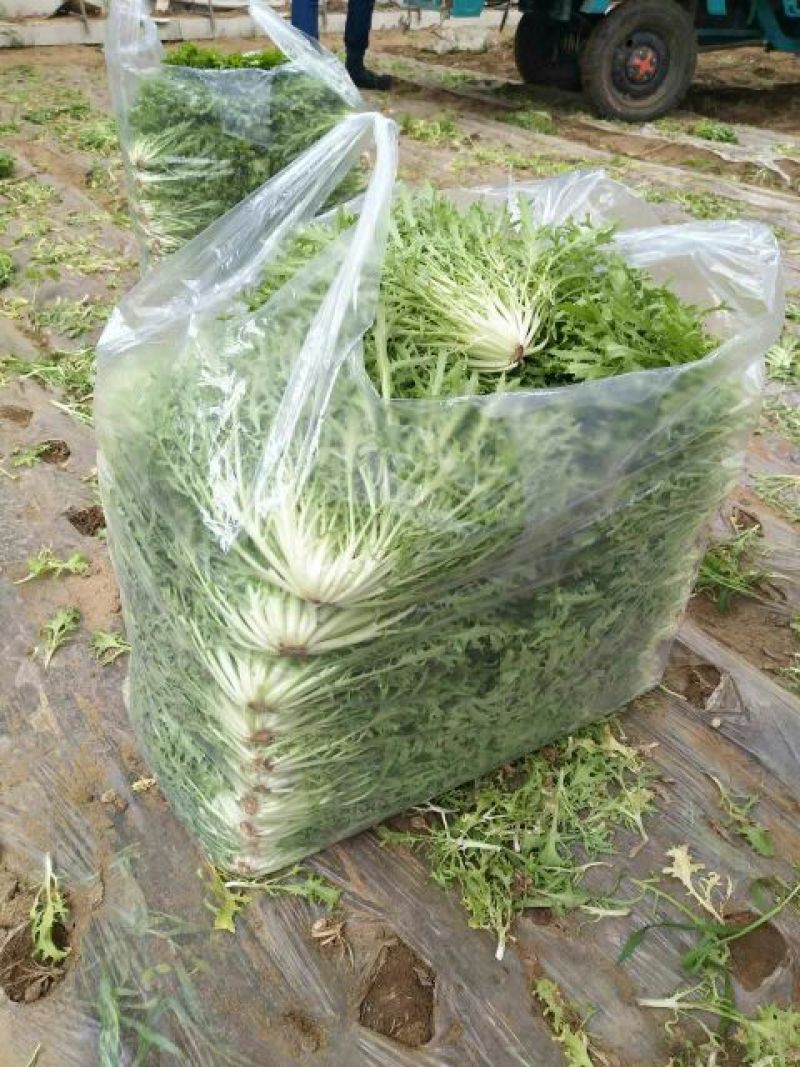 苦苣菜8~10厘米