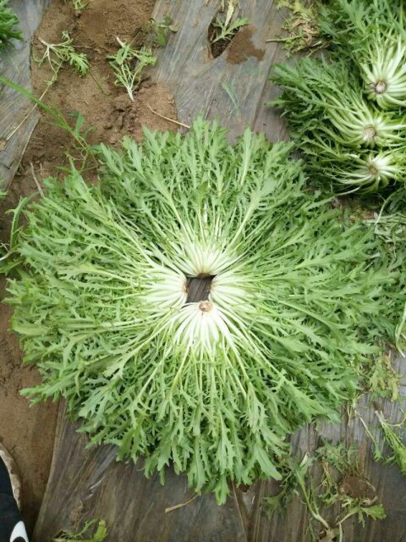 苦苣菜8~10厘米