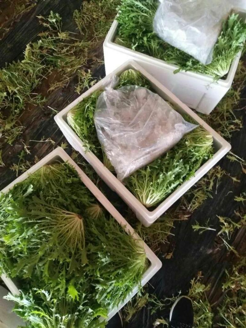 苦苣菜8~10厘米