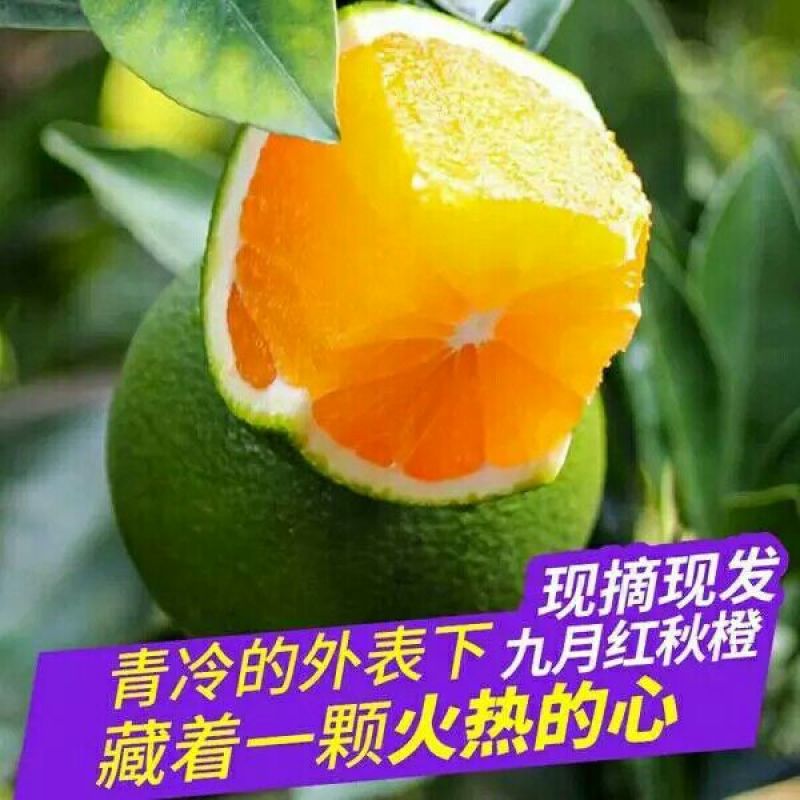 九月红脐橙70~75mm