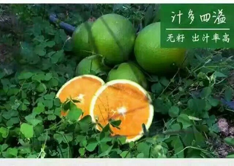 九月红脐橙70~75mm