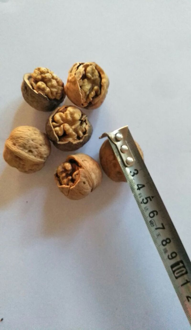 核桃去皮25~30mm干