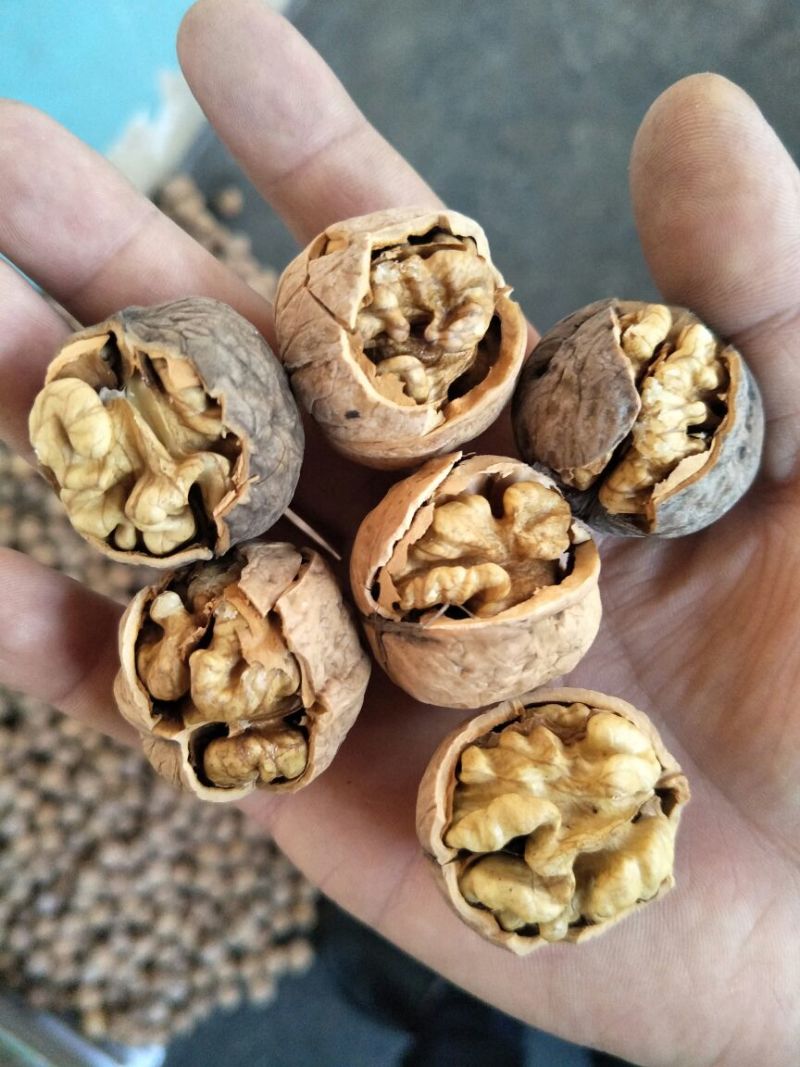 核桃去皮25~30mm干