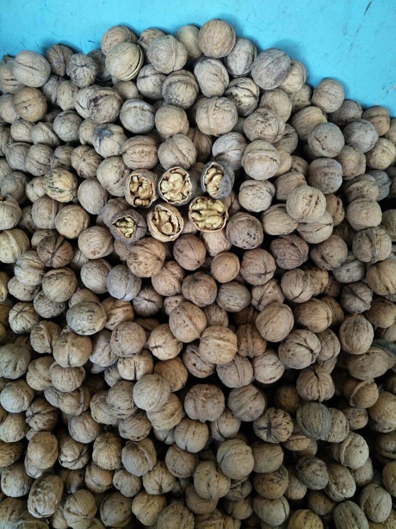核桃去皮25~30mm干