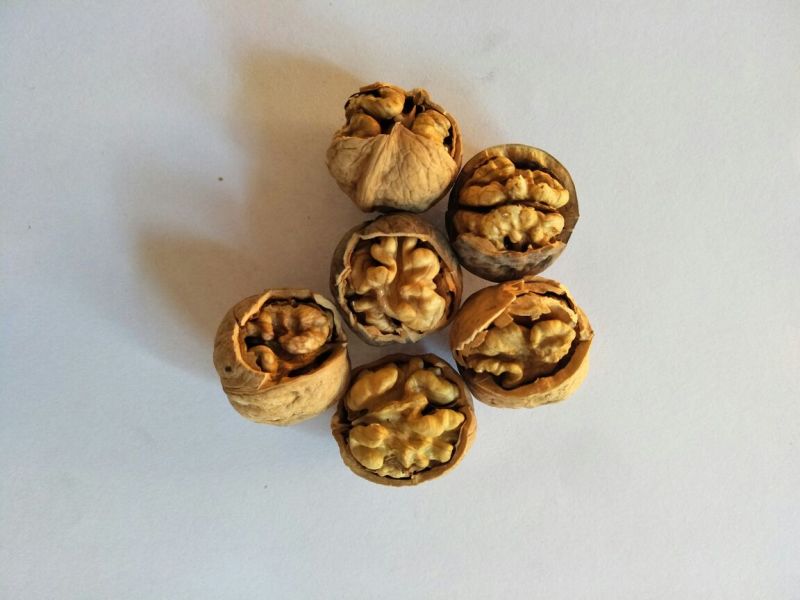 核桃去皮25~30mm干