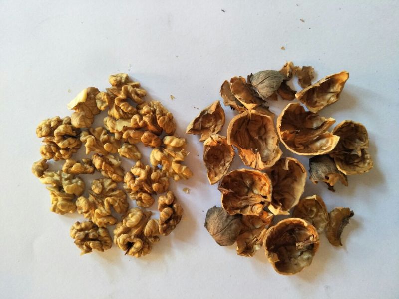 核桃去皮25~30mm干