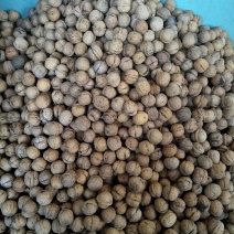 核桃去皮25~30mm干