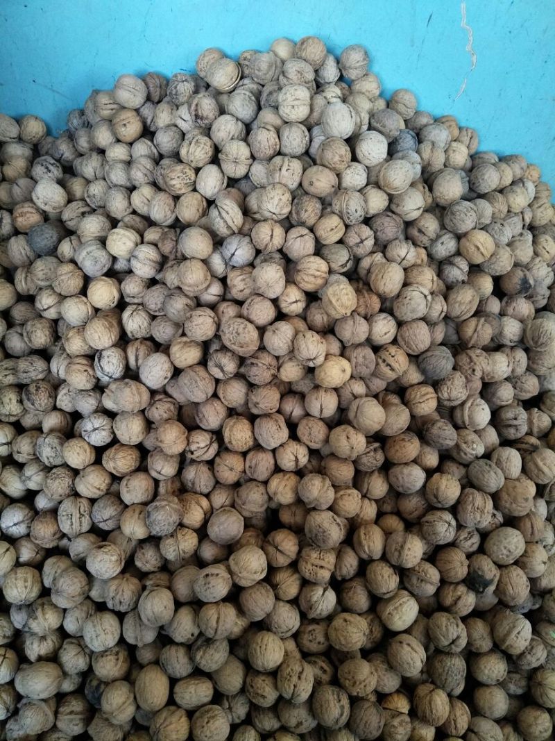 核桃去皮25~30mm干