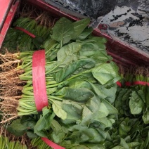 河南精品大叶菠菜/对接电商超市/市场/提供包装/量大从优