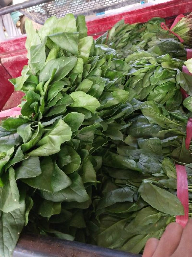 河南精品大叶菠菜/对接电商超市/市场/提供包装/量大从优