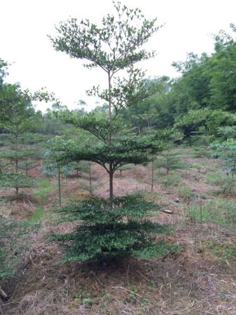 木棉3.5~4m20cm以上