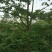木棉3.5~4m20cm以上