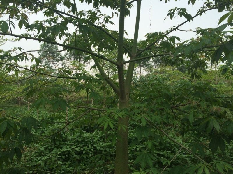 木棉3.5~4m20cm以上