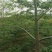 木棉3.5~4m20cm以上