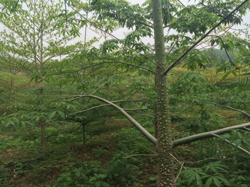木棉3.5~4m20cm以上