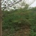 木棉3.5~4m20cm以上
