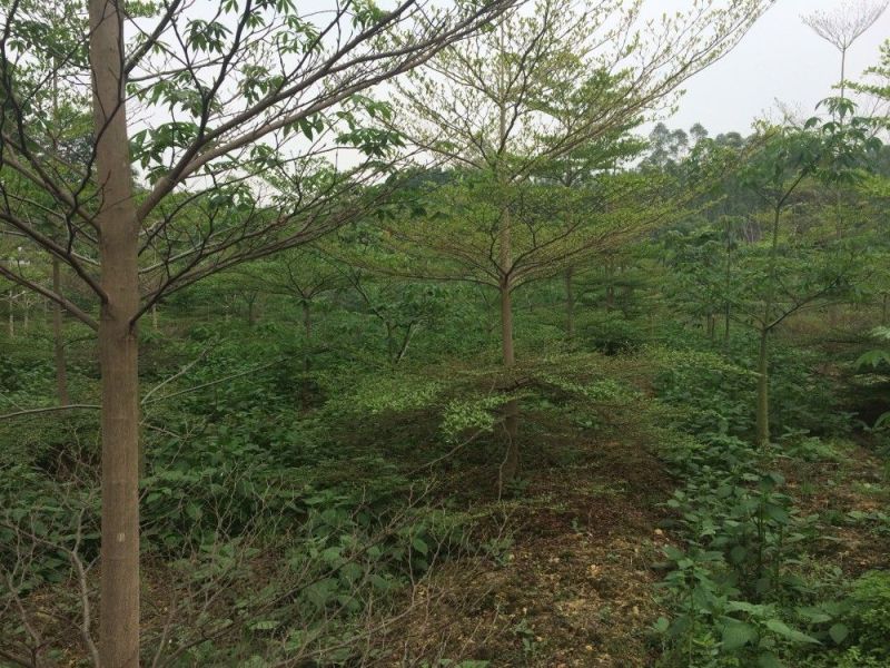 木棉3.5~4m20cm以上