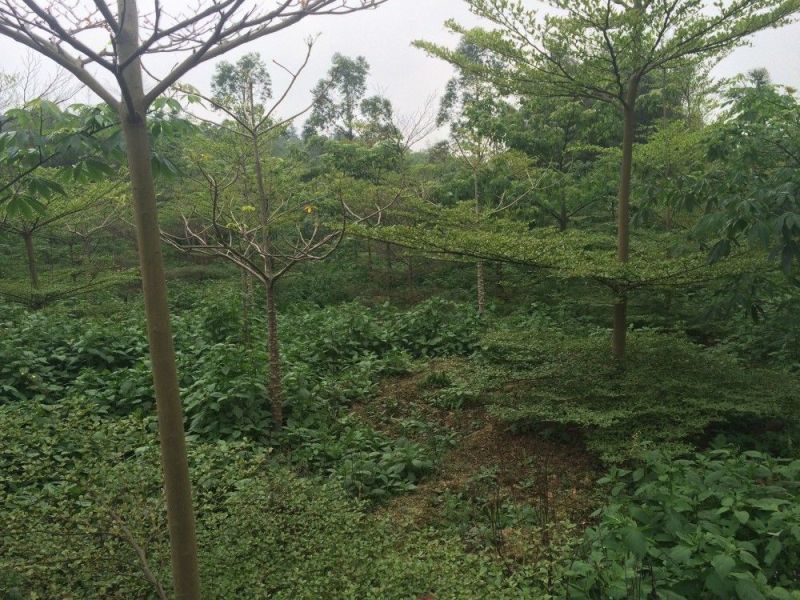 木棉3.5~4m20cm以上