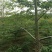 木棉3.5~4m20cm以上