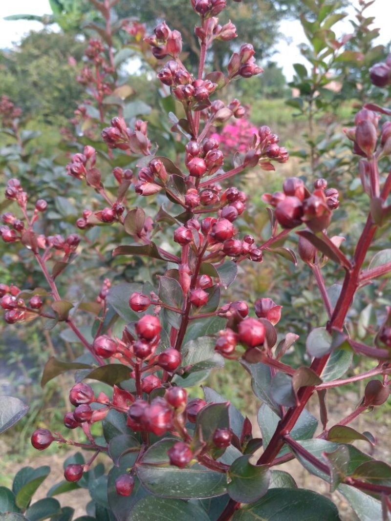 红叶紫薇，红花紫薇，天鹅绒紫薇:高度120厘米左右