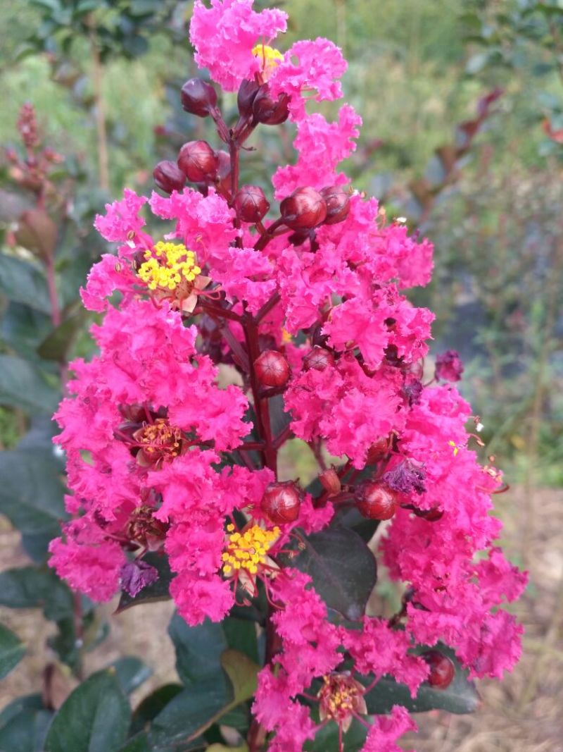 红叶紫薇，红花紫薇，天鹅绒紫薇:高度120厘米左右