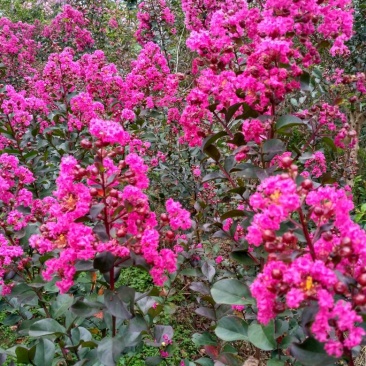 红叶紫薇，红花紫薇，天鹅绒紫薇:高度120厘米左右