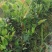 【裸根苗】油茶苗25起步/茶油苗/湖南发货/湘林/长林