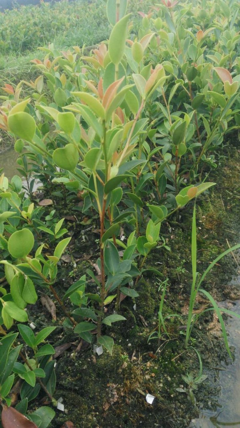 【裸根苗】油茶苗25起步/茶油苗/湖南发货/湘林/长林