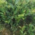 【裸根苗】油茶苗25起步/茶油苗/湖南发货/湘林/长林