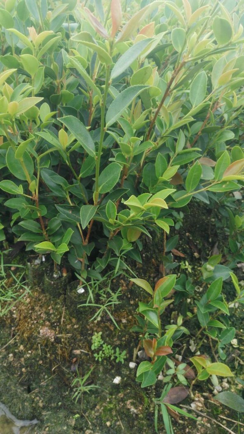 【裸根苗】油茶苗25起步/茶油苗/湖南发货/湘林/长林