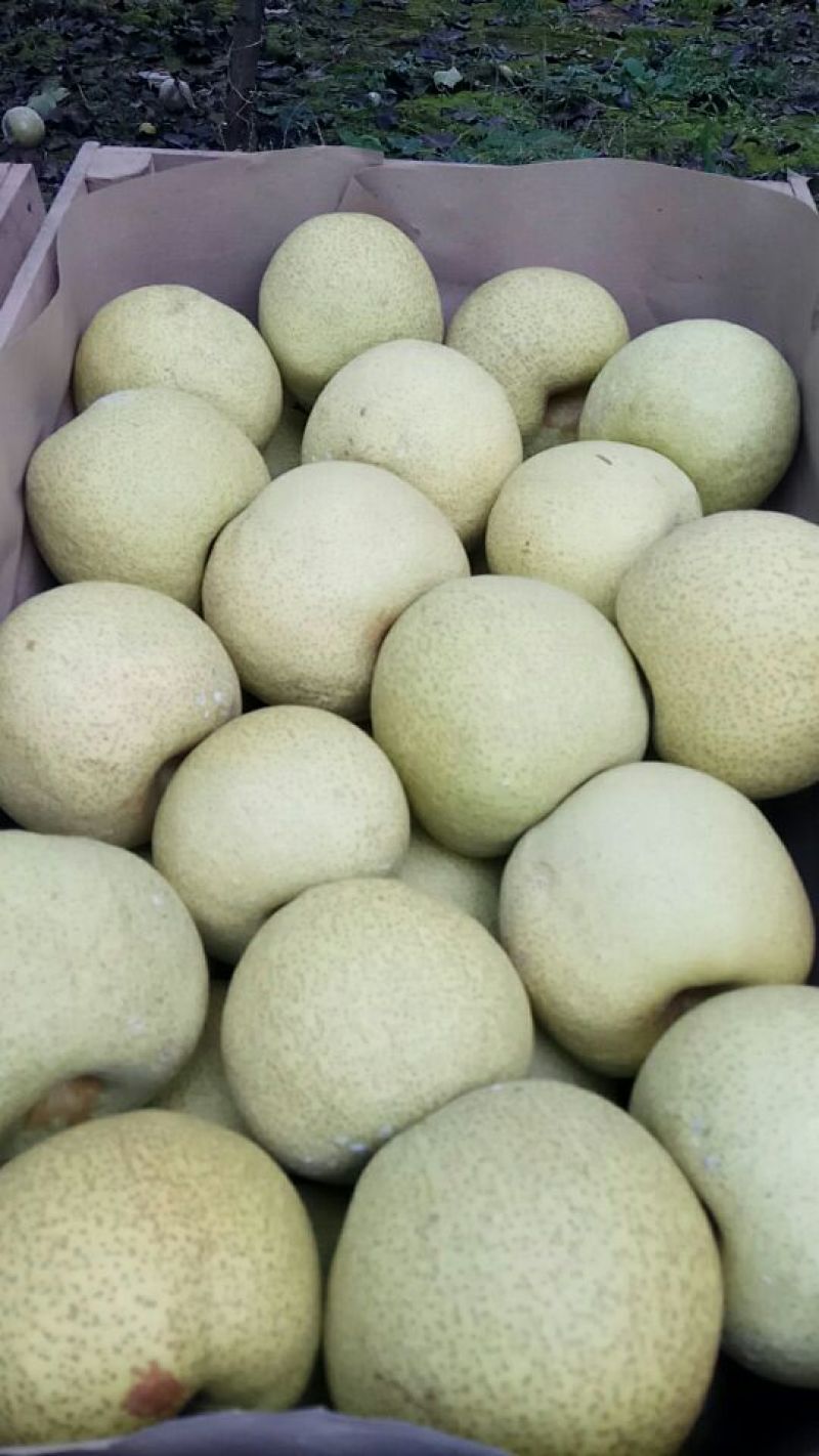 砀山梨