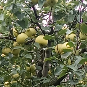 砀山梨