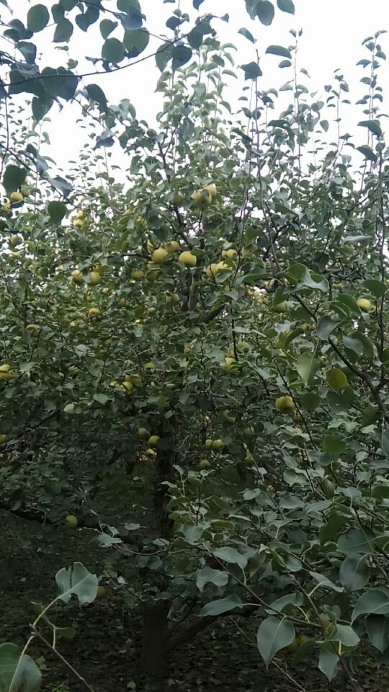 砀山梨